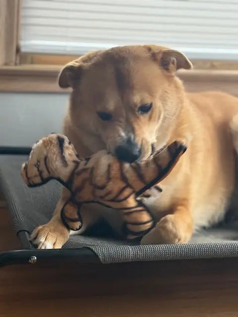 Rowdy Dino - Raptor