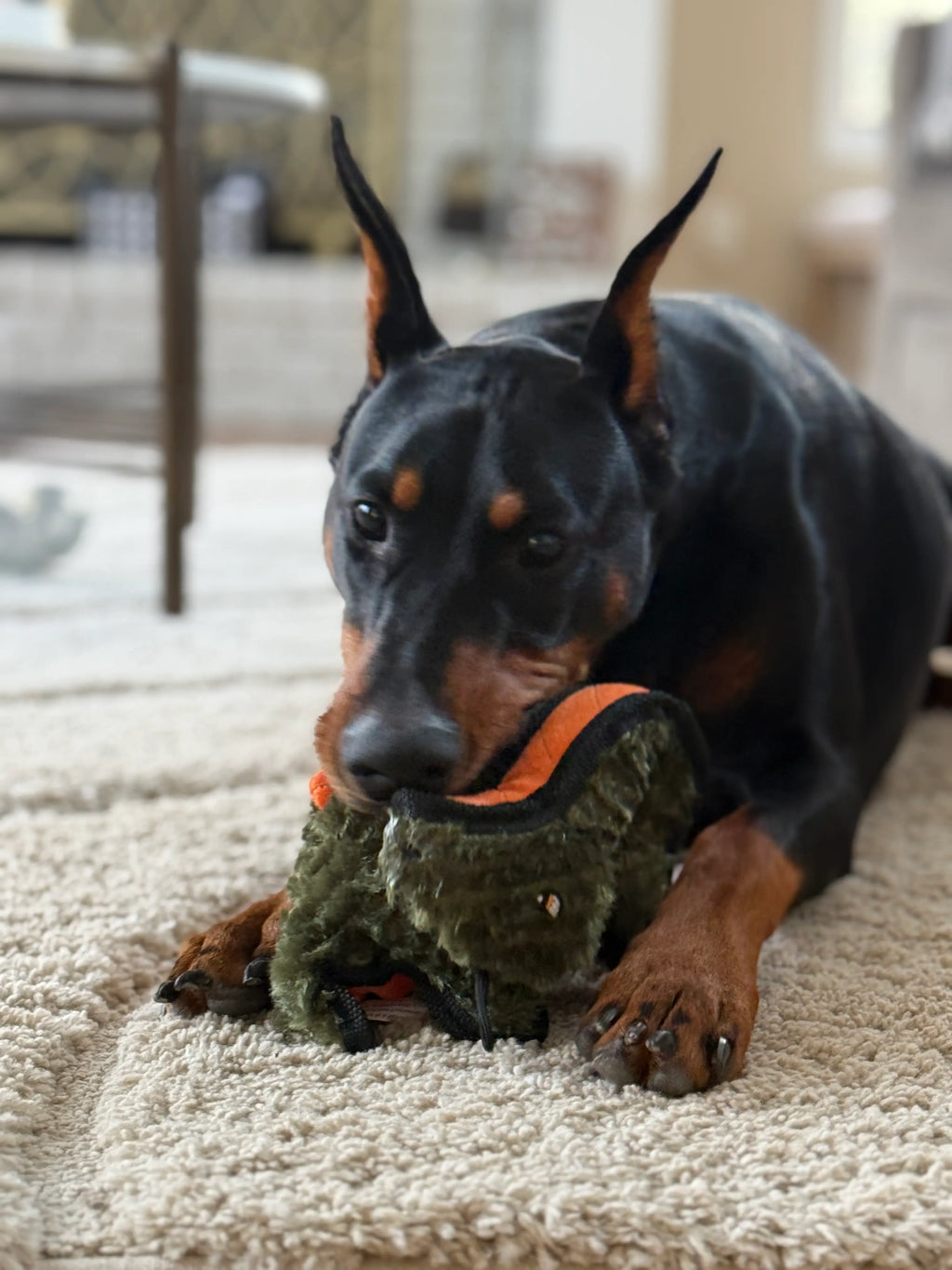 Rowdy Dino - Bronto